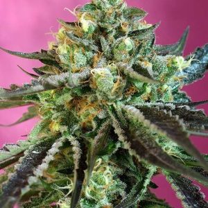 Sweet Nurse CBD autofloreciente de Sweet Seeds