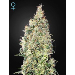 Great White Shark CBD feminizada de Green House Seeds